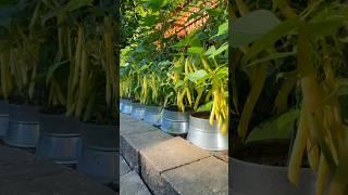 Exotic rural life///#dailylife #garden #vegetables #funny #plants