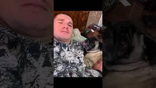 ПРОБЫ В ГОЛЛИВУД НА РОЛЬ ЛЬВА !!!  МОПС ТИМОФЕЙ