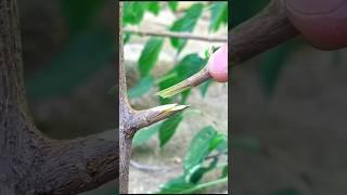 Easiest tongue grafting techniques for fruit plants grafting #satisfying #grafting #nature #shorts