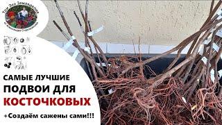 Самые лучшие подвои для КОСТОЧКОВЫХ. Создаем саженцы сами #ТриЭкоСад