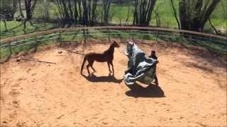 Bobby and Jupiter April 2015 Fun and Run