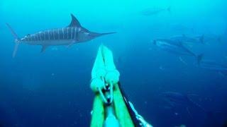 Blue Water Spearfishing Pesca Sub, com Diego Santiago