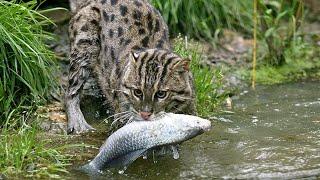 Fishing cat: he hunts even Underwater! The hidden master of fishing!