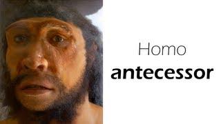 Homo antecessor - heidelbergensis