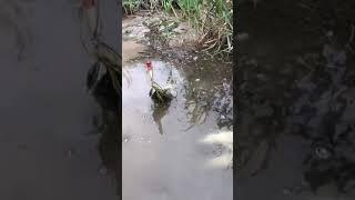 Amazing Big Fishing Catfish Net fishing today with Phann Phuy Fishing(1)