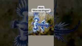 Glaucus atlanticus is a species of sea slug in the family Glaucidae. #seadragon