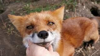 Foxie Fox plays with a ball