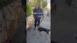 דוגמאות משיעורי אילוף