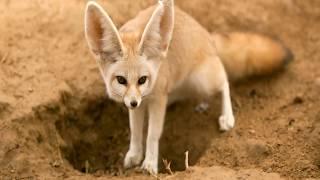 Interesting Fennec fox Facts