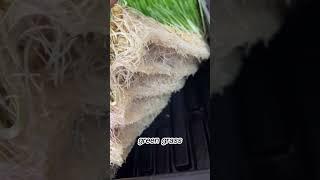 This Isn’t Grass... It’s Grown for Cows! 