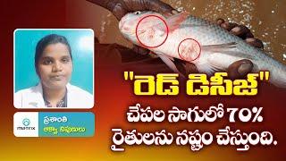 How to prevent red disease in fish farming | fish farming telugu