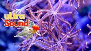 Relaxing Music with Colorful Coral Reefs,Fish, #22