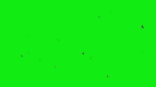 Birds Flying Green Screen Effects 4K