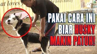 Cara Melatih Anjing Husky