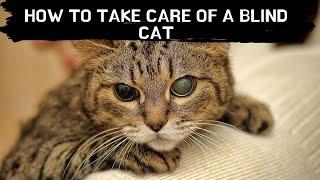 How to take care of a blind cat Updated 2021 || Blind cat care || Blind cat eyes