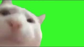 Cat Vibing- Green Screen (1 hour)