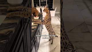 The strange little cat #animals #love #shorts