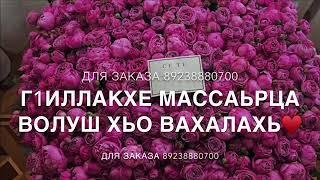 Дал декъал войла хьо са хьоме к1ант️