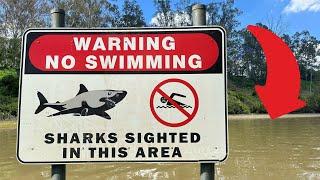 WOULD YOU SWIM HERE? | BRISBANE SHARK FISHING