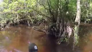 Exploring Turkey Hen Creek in Crestview Florida