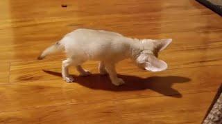 Fennec Fox Kit Finds Its shadow & Other Adorable Moments