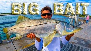 Fishing Big Bait for Snook-Zilla and more | Jetty Fishing |