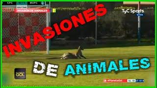 Especial INVASION de ANIMALES - Planeta Gol