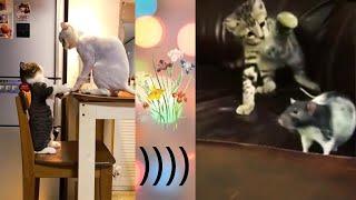 Funny pets from Тik Тok