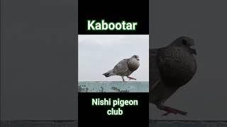nishi kabootar baaz