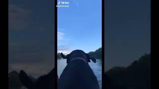 Dog ears flapping on boat with spongebob music