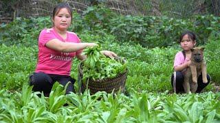 Growing vegetables in the garden, Harvesting banana bunches