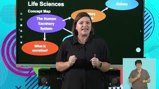 Life Sciences The Excretory System In Humans