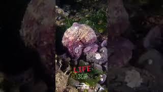 Octopus Walking In The Ocean - #Shorts #LifeXP Life Experiences Network