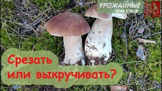 Как же правильно собирать ГРИБЫ: срезать или выкручивать? Все ответы в одном видео!