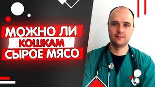 Можно ли кошкам сырое мясо? Какое мясо лучше давать кошке