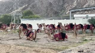 Camels ഒട്ടകം @ Muscat Oman Palace vannappol