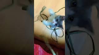 #cute #funny #cat #love #status #youtubeshorts #trendingshorts #viralvideo