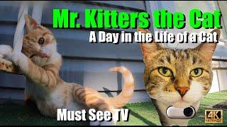 Mr. Kitters the Cat  Must See TV presents Cats and Beetles 