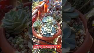 This is How NEW Plants Look After A Month of Repotting #repotting