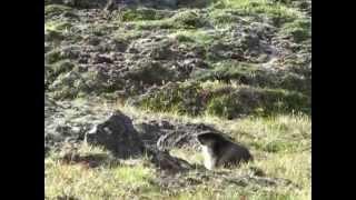 Black-capped marmot / Камчатский, или черношапочный сурок / Marmota camtschatica