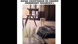 Кот котрый очень сильно соскучился )