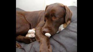  Doggie, bring the cat back!  Funny video with dogs, cats and kittens! 