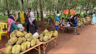 Bek Anlong Durian Farm in Kampong Cham Province, Cambodia