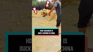 How advanced is duck farming in China?  #delicius #food #facts #cooking #youtube