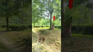 The Incredible Hunting Strategies of the Royal Bengal Tiger #tiger #Vtr #trending #shorts #viral