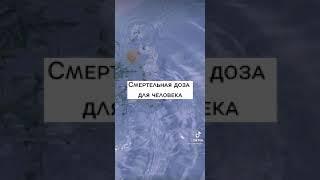 Смертельная доза человека