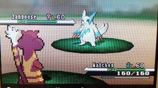 LIVE Shiny Zangoose After 18326 Re's !!