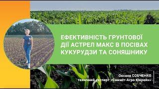 Ефективність ґрунтової дії Астрел Макс у посівах кукурудзи та соняшнику