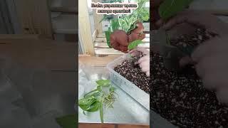 посадка монстры серповидной#обзоррастений#комнатныерастения#монстера#посадкачеренков#цветы