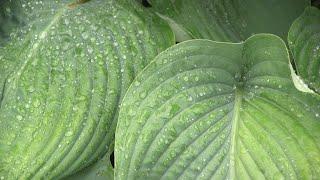 Taking Care of Hostas